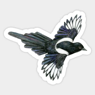 Flying magpie pencil illustration Sticker